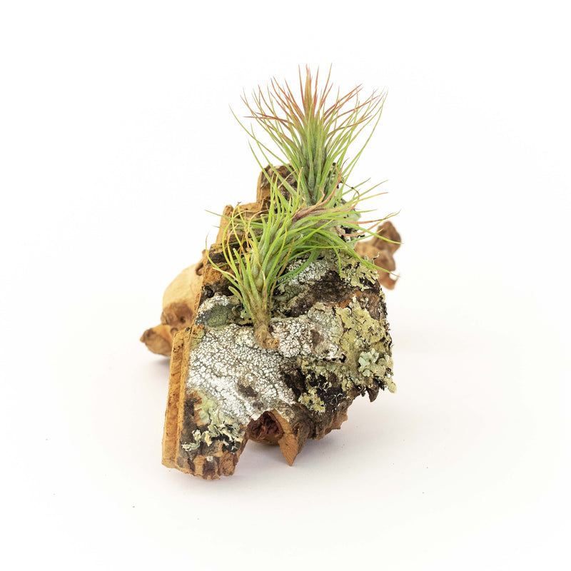 Load image into Gallery viewer, Cork Bark Chunk Display with Assorted Tillandsia Air Plant - Approximately 2 x 4 Inches
