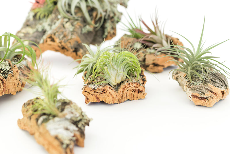 Load image into Gallery viewer, Medium Cork Bark Display with 4 Tillandsia Air Plants &amp; Waterproof Glue -  Approximately 7 X 9 Inches
