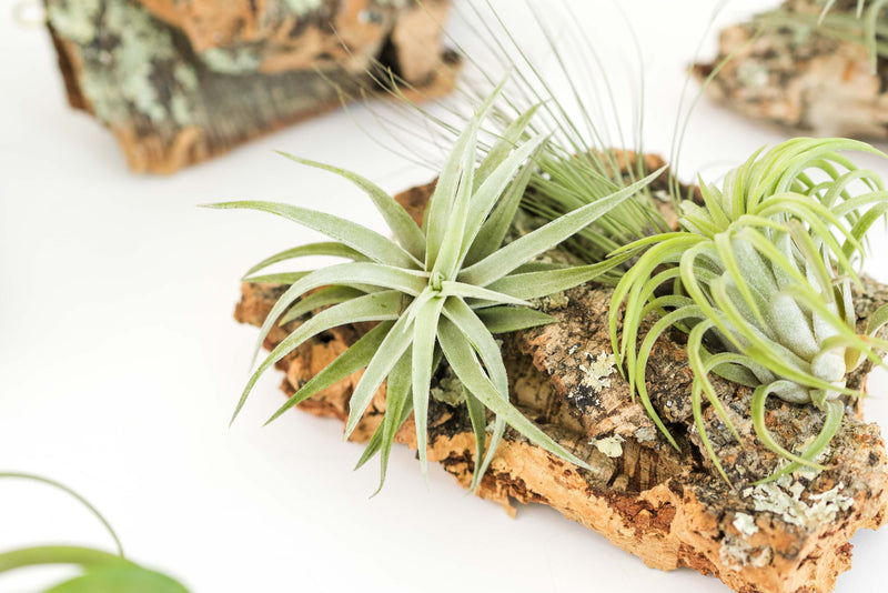Load image into Gallery viewer, Medium Cork Bark Display with 4 Tillandsia Air Plants &amp; Waterproof Glue -  Approximately 7 X 9 Inches
