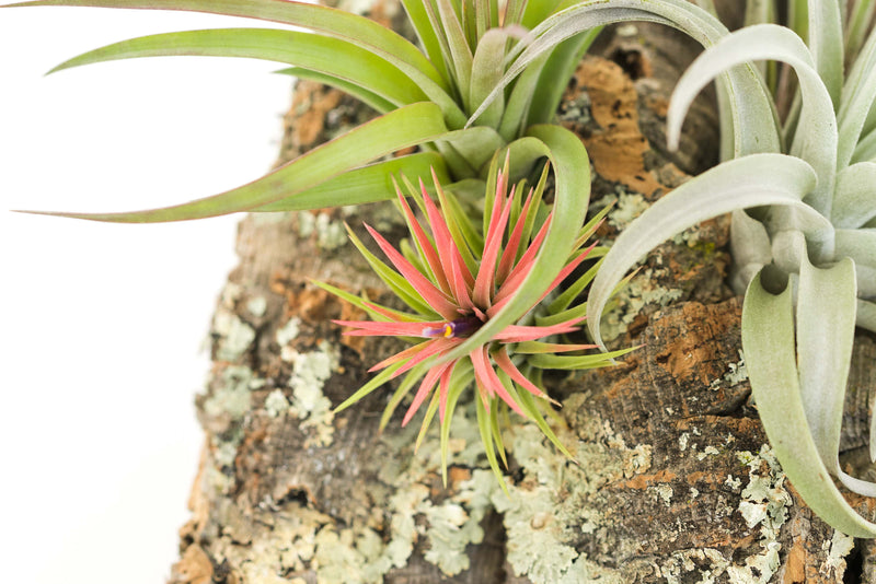 Load image into Gallery viewer, Large Cork Bark Display with 5 Tillandsia Air Plants &amp; Waterproof Glue - About 10 X 16 Inches
