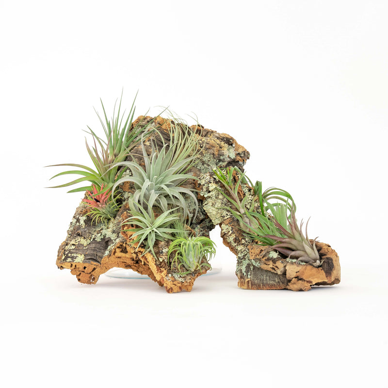 Load image into Gallery viewer, Large Cork Bark Display with 5 Tillandsia Air Plants &amp; Waterproof Glue - About 10 X 16 Inches
