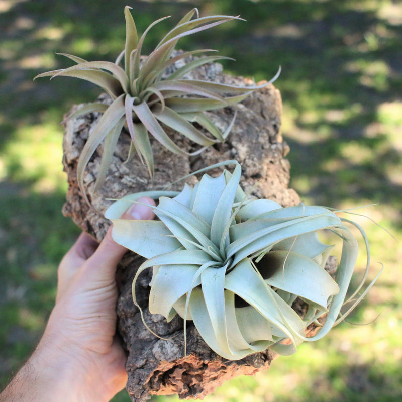Load image into Gallery viewer, Natural Cork Bark Displays &amp; Waterproof Glue - Create a Unique Vertical Garden Display!
