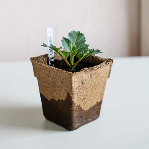 CowPots® 