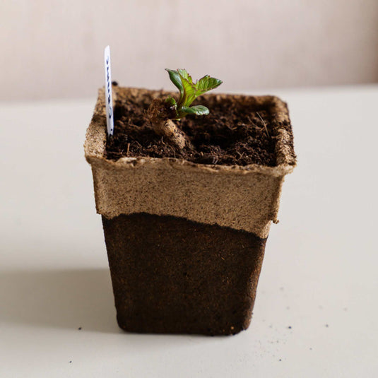 CowPots®