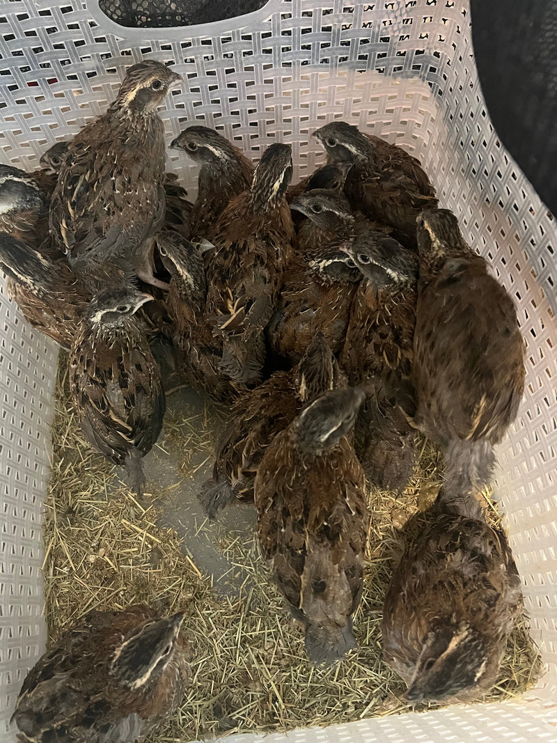 Load image into Gallery viewer, Georgia Giant Quail Hatching Eggs
