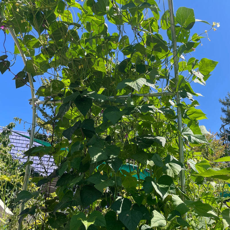 Load image into Gallery viewer, DIY Garden Arch

