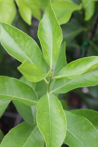 Eureka lemon tree