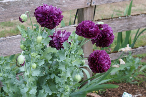 Rare Black Peony Poppy seeds package, GrowTime Garden Supply
