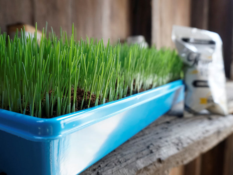 Load image into Gallery viewer, Non -GMO Wheat Seed For Wheatgrass or Catgrass
