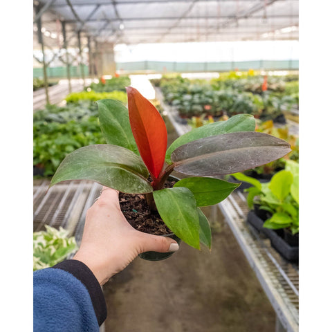 Philodendron 'Sun Red', additional product view 2