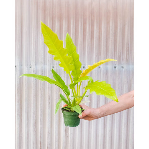 Philodendron 'Golden Ring of Fire', additional product view 2