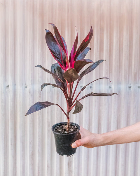 Cordyline 'Calypso Queen', additional product view 2