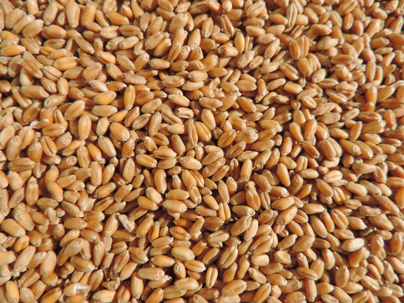 Load image into Gallery viewer, Non -GMO Wheat Seed For Wheatgrass or Catgrass
