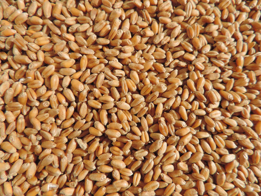 Non -GMO Wheat Seed For Wheatgrass or Catgrass
