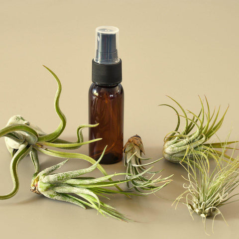 5-pack air plant variety pack with spray bottle