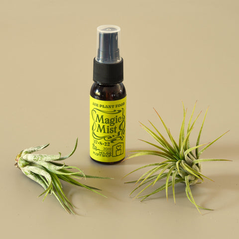 2 Tillandsia air plant pack with fertilizer spray