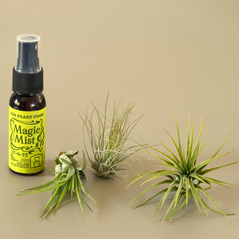 3 small Tillandsia air plant pack with fertilizer spray