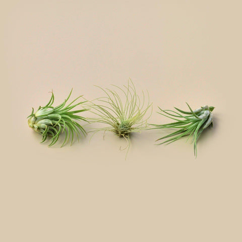 3 small Tillandsia air plant pack