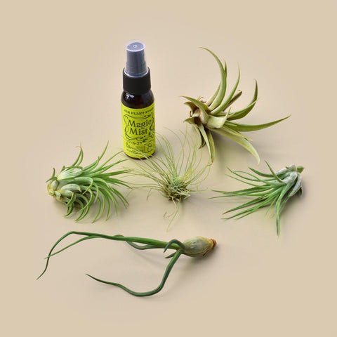 5 Tillandsia air plant pack with fertilizer spray