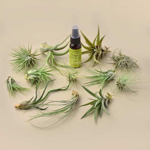 12 Tillandsia Air Plant Variety Pack with Spray Bottle, additional product view 2