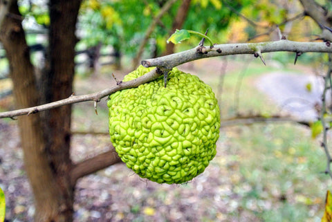 Osage Orange Tree seeds package, GrowTime Garden Supply