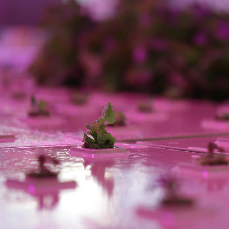 Load image into Gallery viewer, Deep Water Greens Raft
