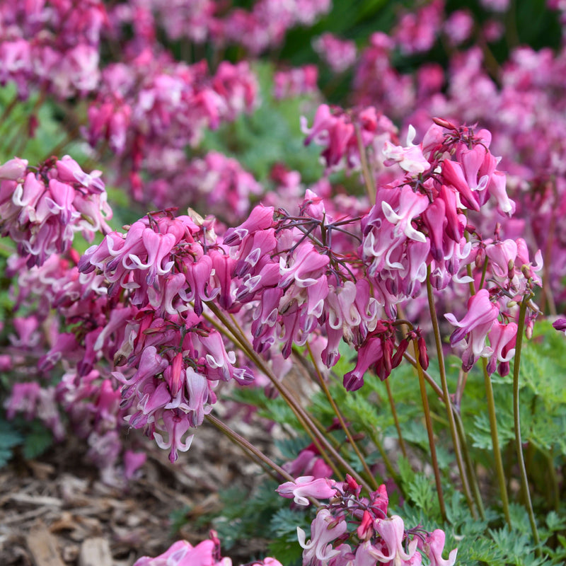Load image into Gallery viewer, Dicentra 'Pink Diamonds' | Fern-leaved Bleeding Heart - Premium Quart - Free Shipping

