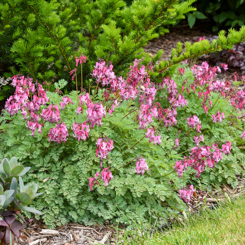 Load image into Gallery viewer, Dicentra 'Pink Diamonds' | Fern-leaved Bleeding Heart - Premium Quart - Free Shipping
