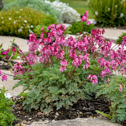 Dicentra Pink Diamonds, bleeding heart