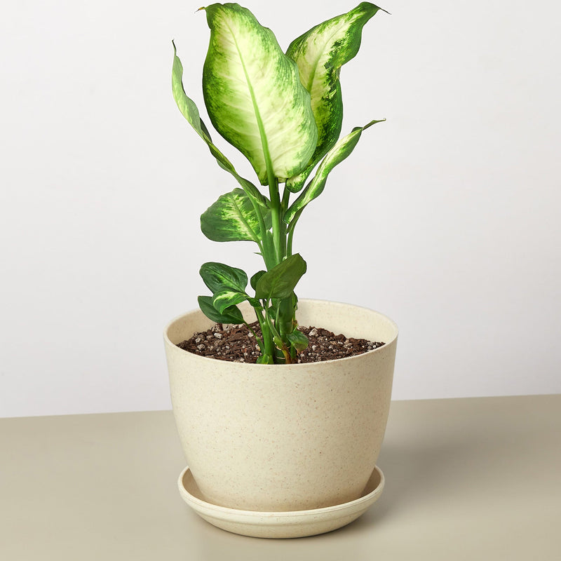 Load image into Gallery viewer, Dieffenbachia Camille
