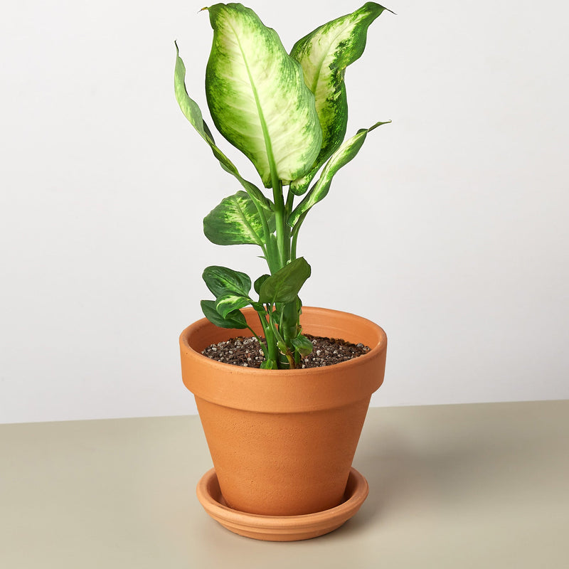 Load image into Gallery viewer, Dieffenbachia Camille
