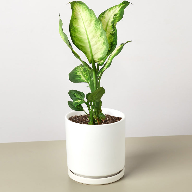 Load image into Gallery viewer, Dieffenbachia Camille
