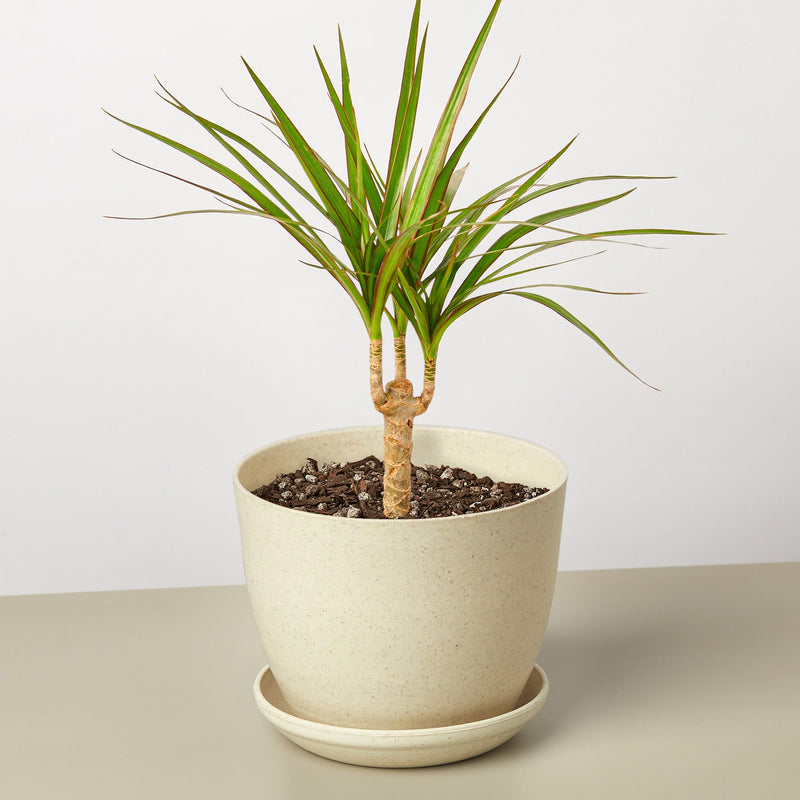 Load image into Gallery viewer, Dracaena 'Marginata Cane'
