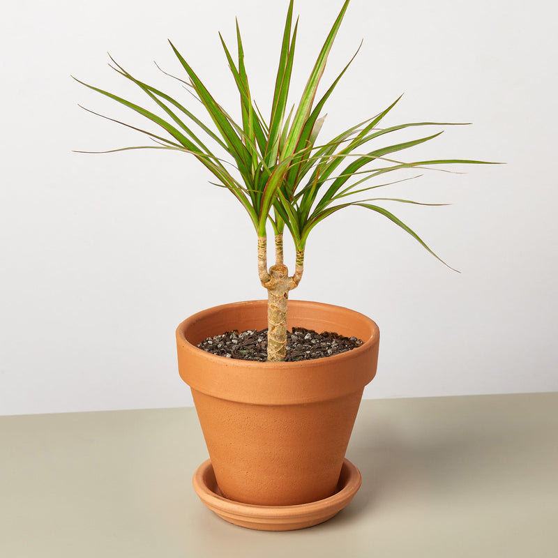 Load image into Gallery viewer, Dracaena 'Marginata Cane'
