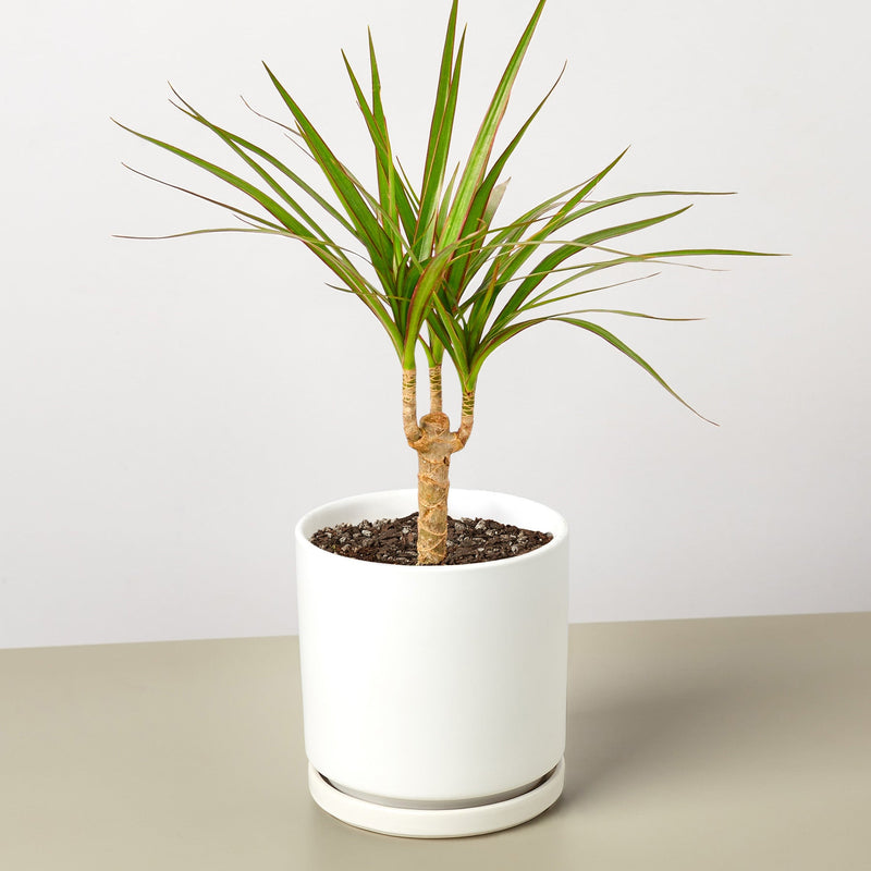 Load image into Gallery viewer, Dracaena 'Marginata Cane'
