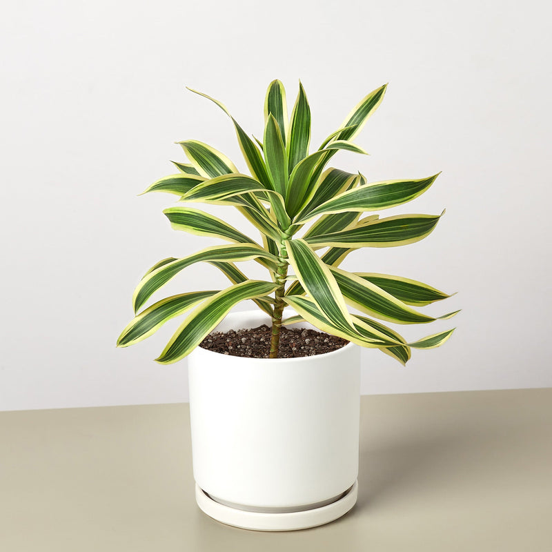 Load image into Gallery viewer, Dracaena Song of India
