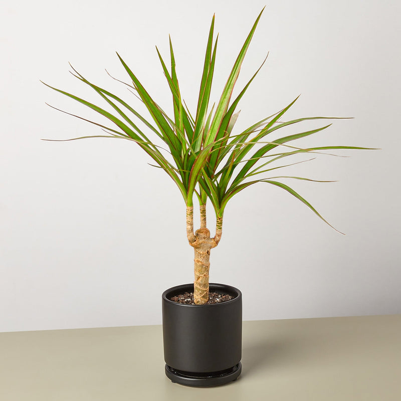 Load image into Gallery viewer, Dracaena 'Marginata Cane'
