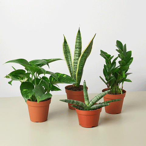 Easy care variety bundle