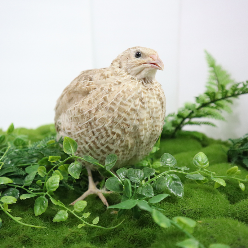 Load image into Gallery viewer, Egyptian Gold Quail Hatching Eggs
