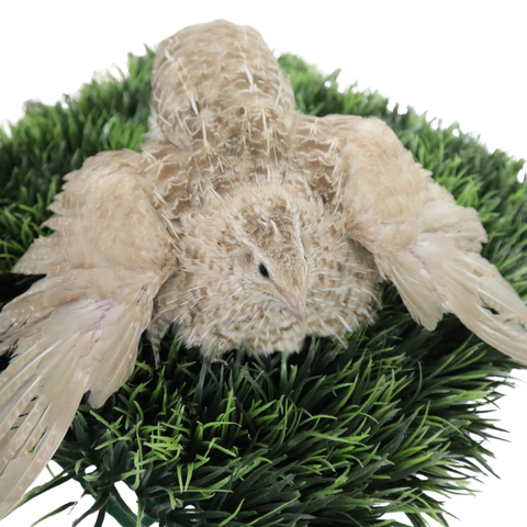 Egyptian Gold quail hatching eggs