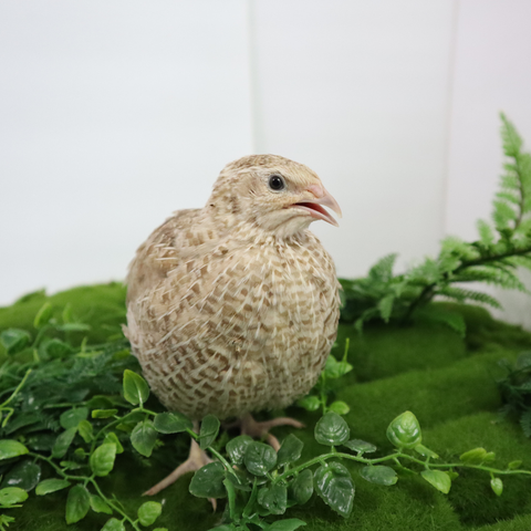 Egyptian Gold quail hatching eggs, Buddy's Hatchery