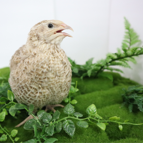 Quail hatching eggs, detail view