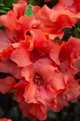 Autumn Embers® Encore® Azalea, additional product view 2
