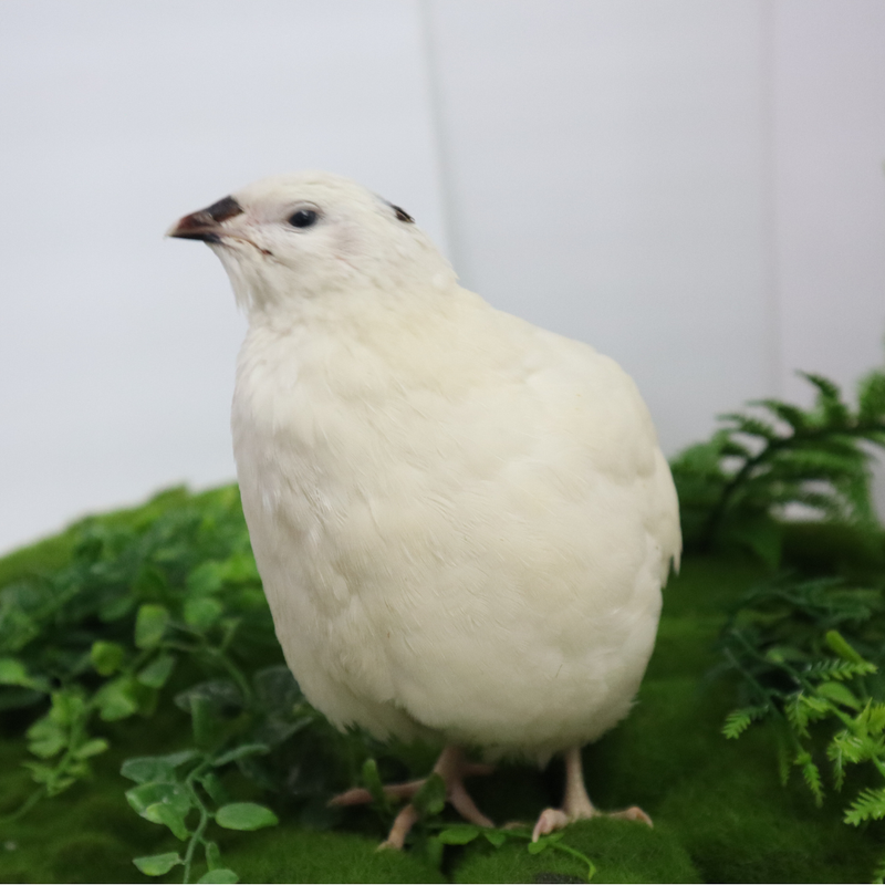 Load image into Gallery viewer, Jumbo White Coturnix Hatching Eggs - Premium Quail Eggs for Hatching - Perfect for Homesteaders, Breeders, Hobbyists - Freshly Collected for High Hatch Rates
