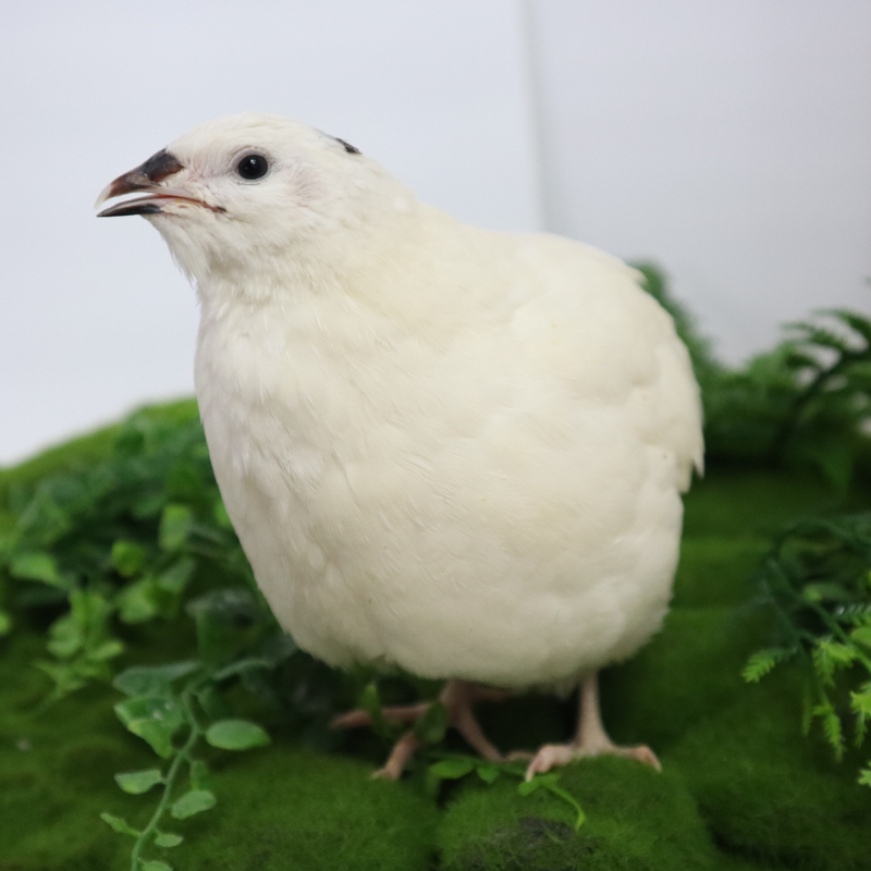 Load image into Gallery viewer, Jumbo White Coturnix Hatching Eggs - Premium Quail Eggs for Hatching - Perfect for Homesteaders, Breeders, Hobbyists - Freshly Collected for High Hatch Rates
