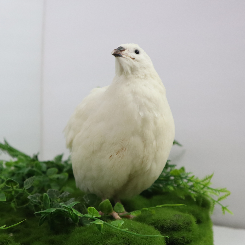 Load image into Gallery viewer, Jumbo White Coturnix Hatching Eggs - Premium Quail Eggs for Hatching - Perfect for Homesteaders, Breeders, Hobbyists - Freshly Collected for High Hatch Rates
