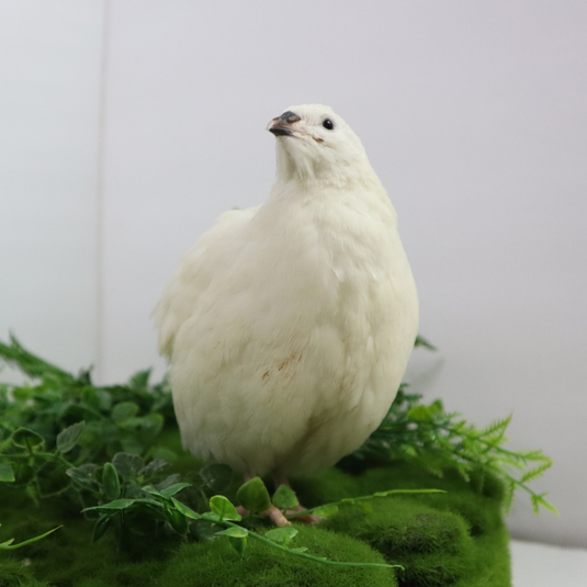 Black and White Edition Quail hatching eggs