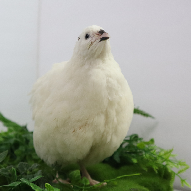 Load image into Gallery viewer, Jumbo White Coturnix Hatching Eggs - Premium Quail Eggs for Hatching - Perfect for Homesteaders, Breeders, Hobbyists - Freshly Collected for High Hatch Rates
