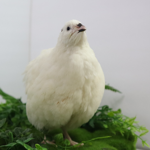 Jumbo white Coturnix quail hatching eggs