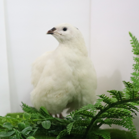 Jumbo white Coturnix hatching eggs, Buddy's Hatchery